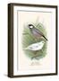 Java Sparrow-F.w. Frohawk-Framed Art Print