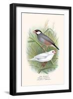 Java Sparrow-F.w. Frohawk-Framed Art Print