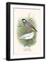 Java Sparrow-F.w. Frohawk-Framed Art Print