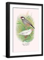 Java Sparrow-Arthur G. Butler-Framed Art Print