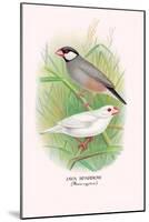 Java Sparrow-Arthur G. Butler-Mounted Art Print