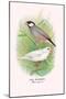 Java Sparrow-Arthur G. Butler-Mounted Art Print