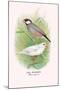 Java Sparrow-Arthur G. Butler-Mounted Art Print