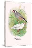 Java Sparrow-Arthur G. Butler-Stretched Canvas