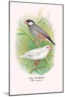 Java Sparrow-Arthur G. Butler-Mounted Art Print
