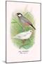 Java Sparrow-Arthur G. Butler-Mounted Art Print