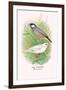 Java Sparrow-Arthur G. Butler-Framed Art Print