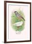 Java Sparrow-Arthur G. Butler-Framed Art Print