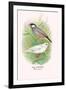 Java Sparrow-Arthur G. Butler-Framed Art Print
