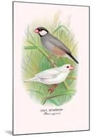 Java Sparrow-Arthur G. Butler-Mounted Art Print