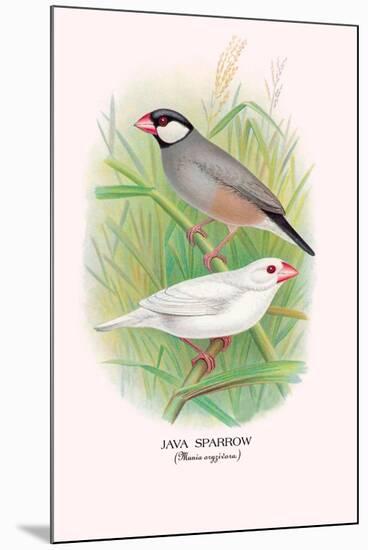 Java Sparrow-Arthur G. Butler-Mounted Art Print