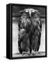 Javan Fish-Owl-null-Framed Stretched Canvas