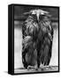 Javan Fish-Owl-null-Framed Stretched Canvas