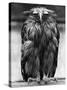 Javan Fish-Owl-null-Stretched Canvas