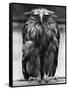 Javan Fish-Owl-null-Framed Stretched Canvas