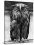 Javan Fish-Owl-null-Stretched Canvas