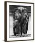 Javan Fish-Owl-null-Framed Premium Photographic Print