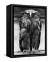 Javan Fish-Owl-null-Framed Stretched Canvas
