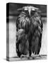 Javan Fish-Owl-null-Stretched Canvas