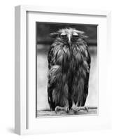 Javan Fish-Owl-null-Framed Photographic Print