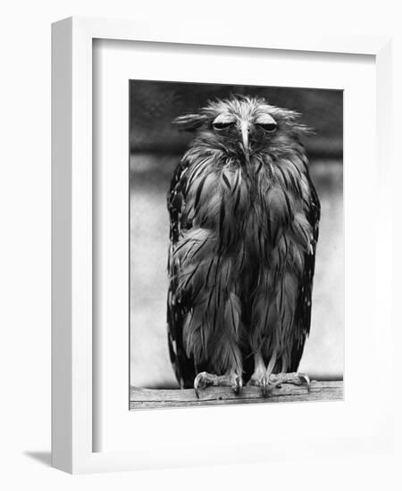 Javan Fish-Owl-null-Framed Photographic Print