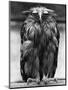 Javan Fish-Owl-null-Mounted Photographic Print