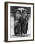 Javan Fish-Owl-null-Framed Photographic Print