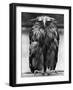 Javan Fish-Owl-null-Framed Photographic Print