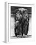 Javan Fish-Owl-null-Framed Photographic Print