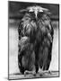 Javan Fish-Owl-null-Mounted Photographic Print