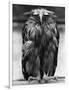 Javan Fish-Owl-null-Framed Photographic Print