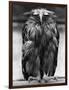 Javan Fish-Owl-null-Framed Photographic Print