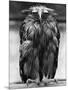 Javan Fish-Owl-null-Mounted Photographic Print