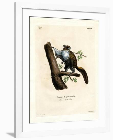 Javan Flying Squirrel-null-Framed Giclee Print