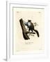 Javan Flying Squirrel-null-Framed Giclee Print