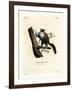 Javan Flying Squirrel-null-Framed Giclee Print