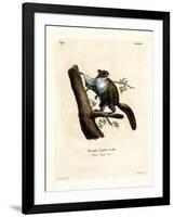 Javan Flying Squirrel-null-Framed Giclee Print