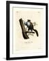 Javan Flying Squirrel-null-Framed Giclee Print