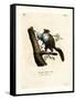 Javan Flying Squirrel-null-Framed Stretched Canvas