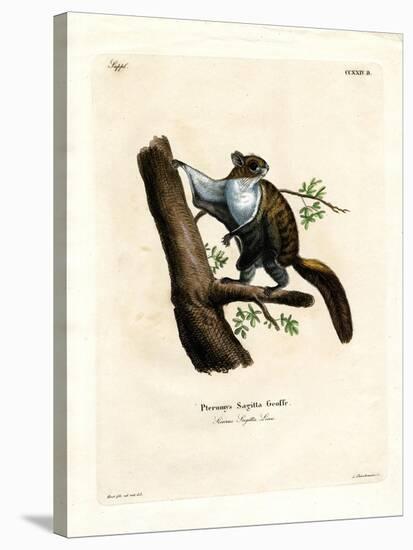 Javan Flying Squirrel-null-Stretched Canvas