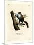 Javan Flying Squirrel-null-Mounted Premium Giclee Print