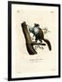 Javan Flying Squirrel-null-Framed Premium Giclee Print