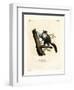 Javan Flying Squirrel-null-Framed Premium Giclee Print