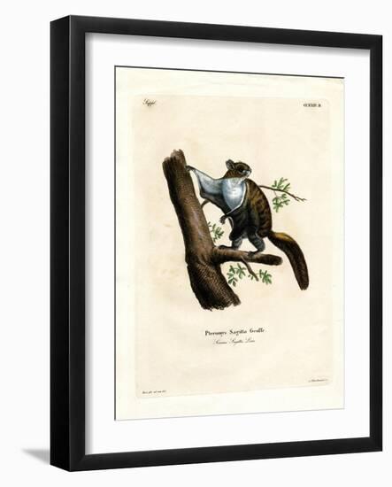 Javan Flying Squirrel-null-Framed Giclee Print