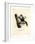 Javan Flying Squirrel-null-Framed Giclee Print