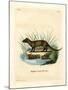 Javan Mongoose-null-Mounted Giclee Print