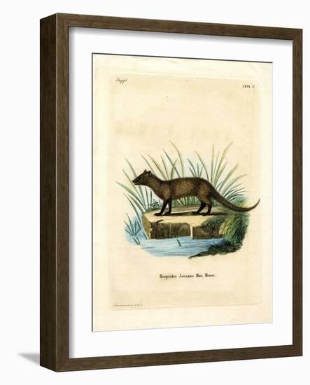 Javan Mongoose-null-Framed Giclee Print