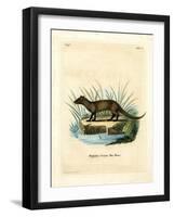 Javan Mongoose-null-Framed Giclee Print