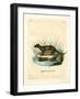 Javan Mongoose-null-Framed Giclee Print