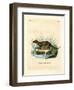 Javan Mongoose-null-Framed Giclee Print